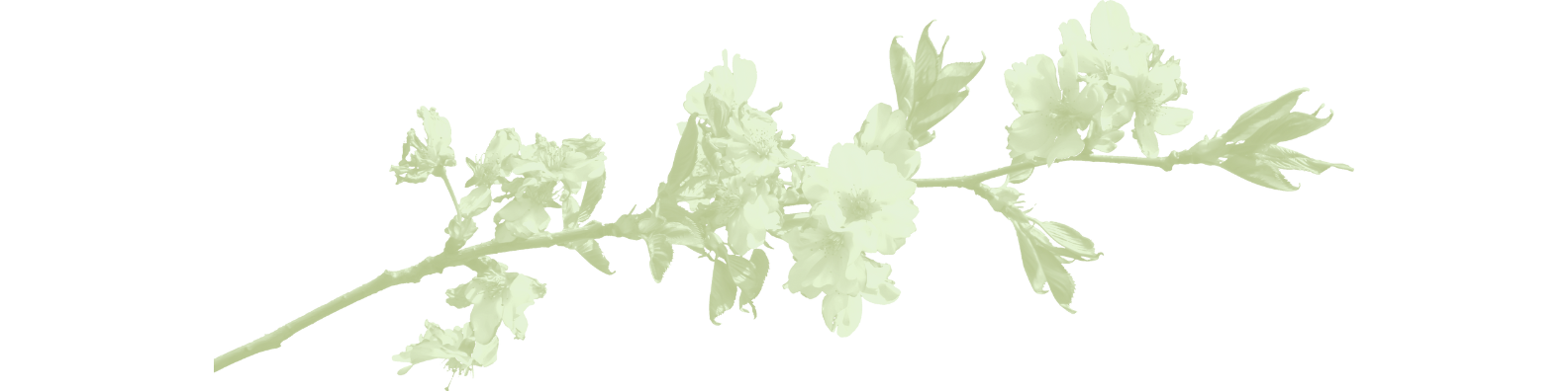 ENTANGLED BANNERS (49)